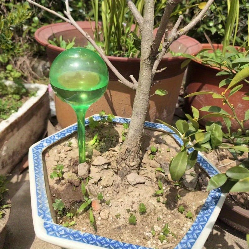 6PCS Indoor Plants Self Wateri - Plant Parent Kit 评论和价格