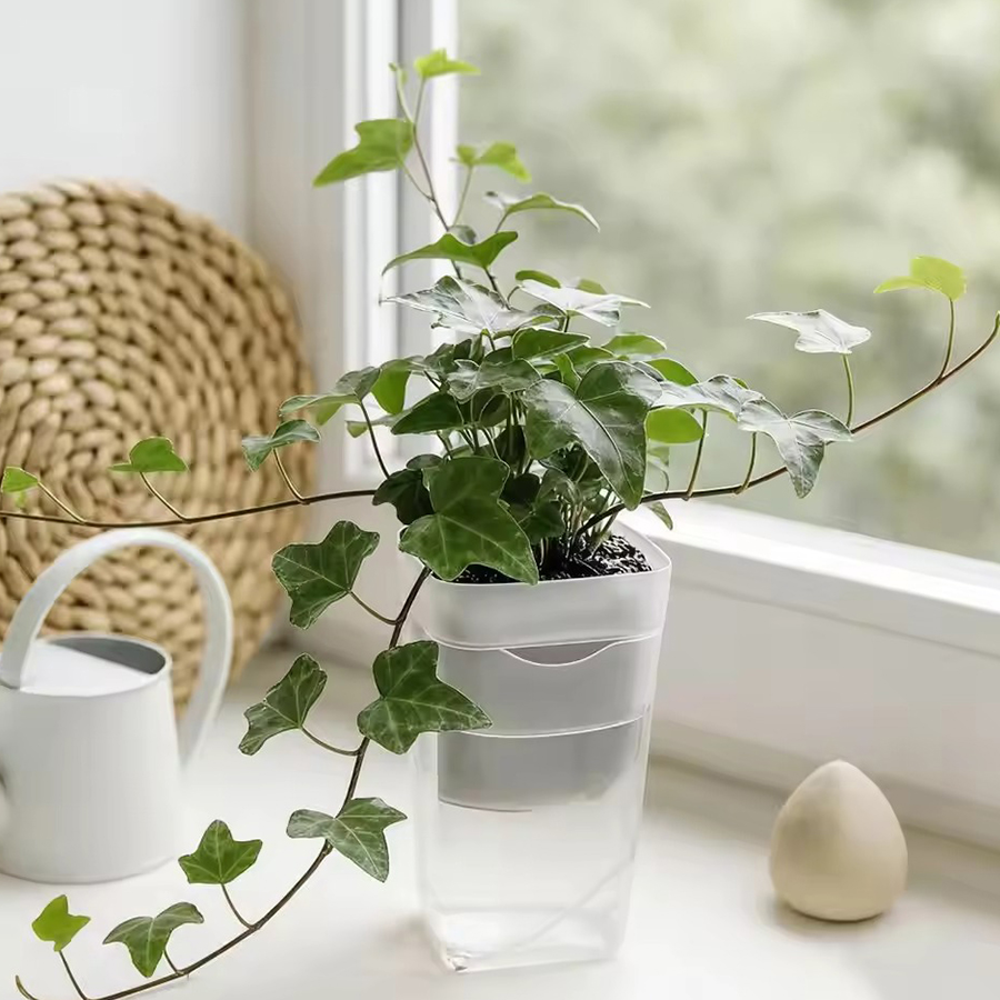 12/24PCS Self Watering Succule - Plant Parent Kit 评论和价格